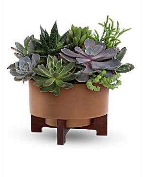 Harvest Succulent Garden - 115 Plant 