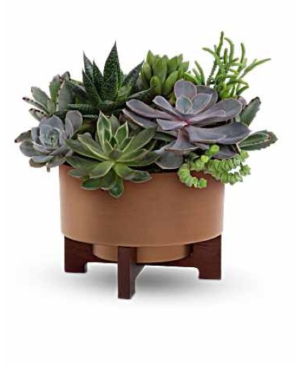 Harvest Succulent Garden - 115 Plant 