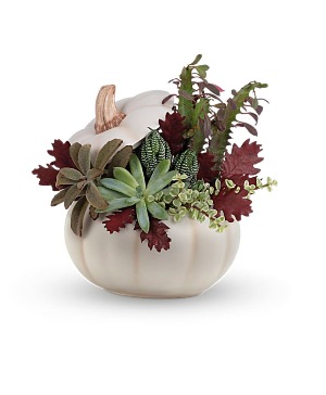 Harvest Succulent Garden 