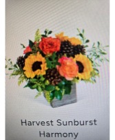 Harvest Sunburst Harmony Stylized