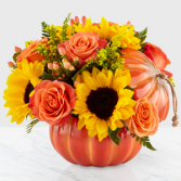 HARVEST PUMPKIN