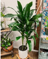 Hawaiian Dracaena (Corn Plant) 