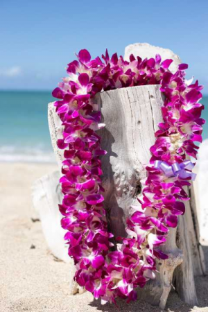 Hawaiian Lei Everyday