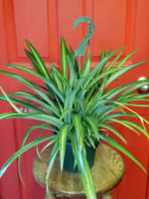 Hawaiian Spider Plant Hanging Plant