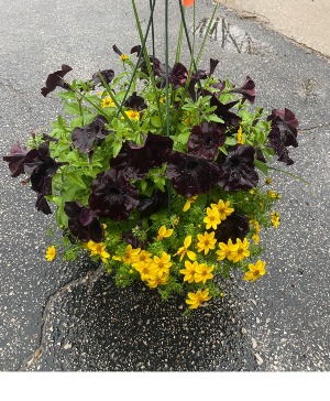 Hawkeye Theme Hanging Basket