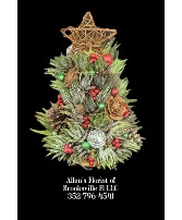 Haworthia Christmas Tree  Live succulents 