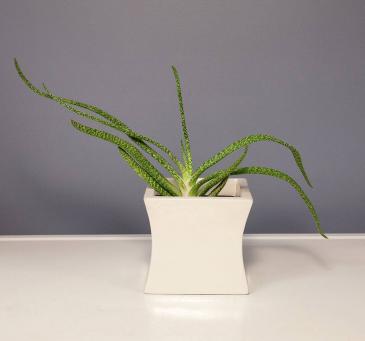 Hawarthia - Narrow Leafed Plant