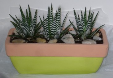 HAWORTHIA PLANTER Succulent Indoor Plant