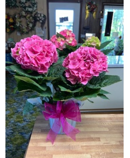 HCF Hydrangeas