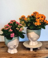 Head of Family Flowering Plant