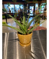 Healing Aloe  Succulent Plant 