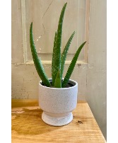 Healing Touch Planter 