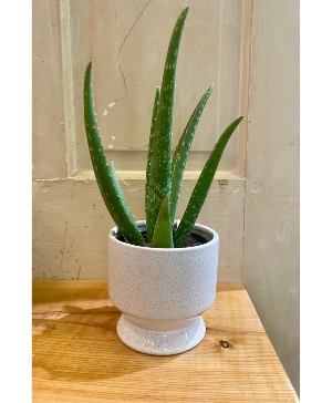 Healing Touch Planter 