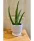 Healing Touch Planter 