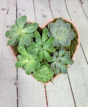 Heart Garden Plant