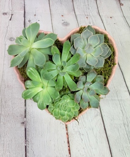 Heart Garden Plant