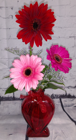 Heart Gerbera Daisy