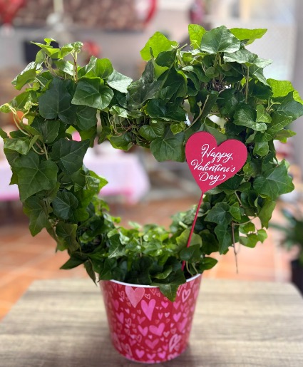 Heart Ivy 