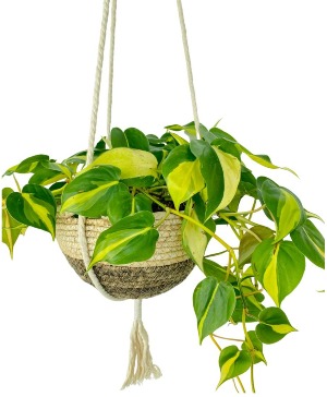Heart Leaf Varigated Philodendron House Plant