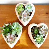 Heart of Succulents Terracotta Planter
