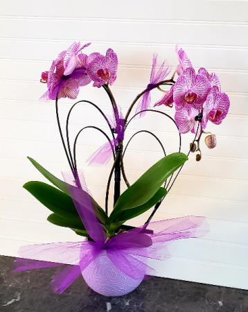 Heart Orchid Plant Exclusively at Mom & Pops