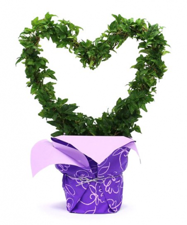 Heart Shaped Ivy Topiary 