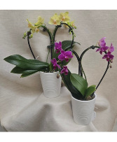 Heart-shaped Orchid Plant 