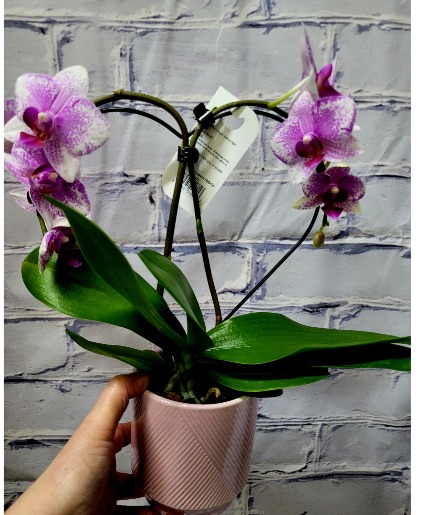 Heart Shaped Phalaenopsis Orchid Plant  