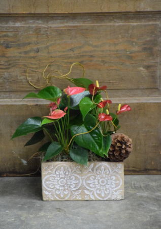 Heart Strings Double Antherium Planter