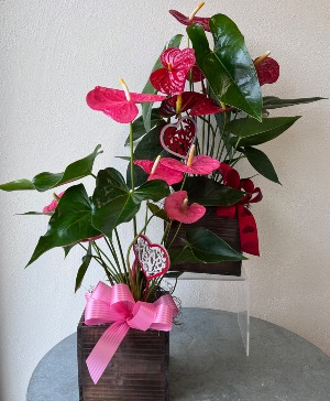 Heartfelt Anthurium 