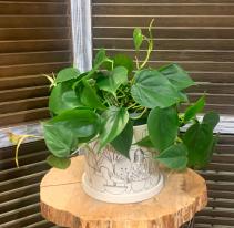 Heartleaf Philodendron in Plant Lady Ceramic 
