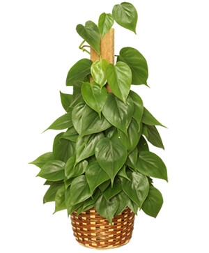 HEARTLEAF PHILODENDRON  Philodendron scandens oxycardium 