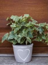 Hearts for Plants planter