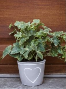 Hearts for Plants planter