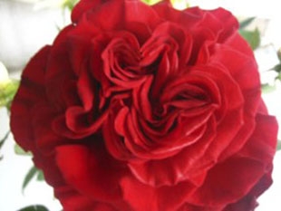 'Hearts' Rose Variety Our Signature Rose