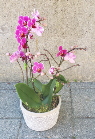 Heartstrings Orchid Planter