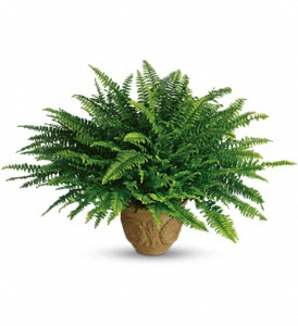 Heartwarming Thoughts Fern - 272 Green plant 