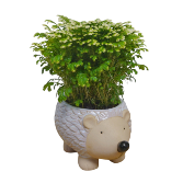 Hedgehog Fittonia Plant Plant