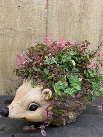 Hedgehog planter