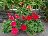 Heirloom Geraniums 