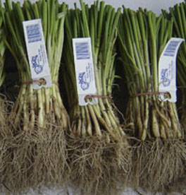 Heirloom Walla Walla Onion Starts
