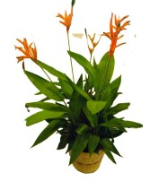 Heliconia Plant in Basket