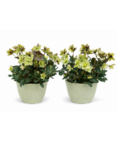 Hellebore Blooming Plant