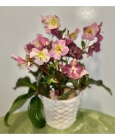 Hellebores Plant 