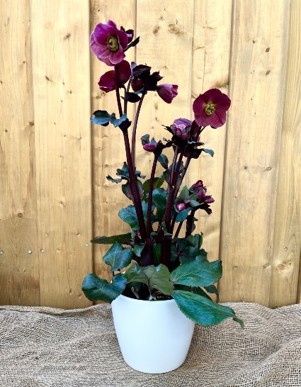 Hellebores potted plant
