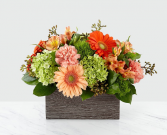 Hello Gorgeous Contemporary Arrangement