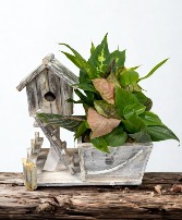 Hen's House dish garden Plants