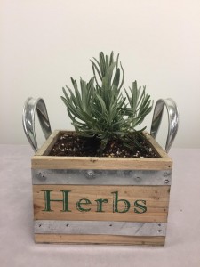 Herb Box Live Plants
