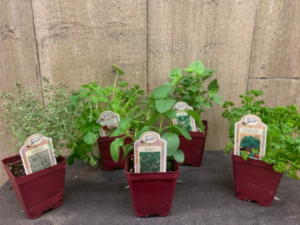 Herb bundle