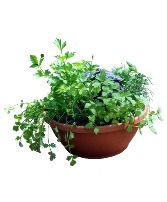 Herb Garden 